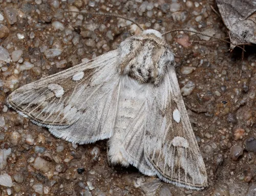 Protogygia pryorensis