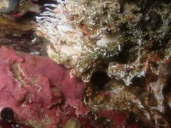 fragile tube worm thumbnail 2