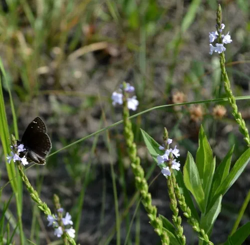 Narrowleaf Vervain