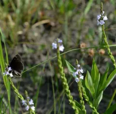 Narrowleaf Vervain thumbnail 1
