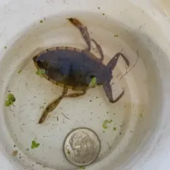 American Giant Water Bug thumbnail 4