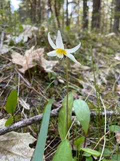 Howell's fawn lily thumbnail 4