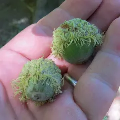 bur oak thumbnail 3