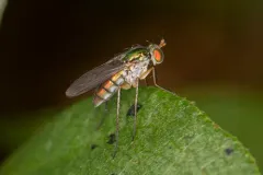 Dolichopus variabilis thumbnail 4