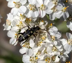Xestoleptura behrensii thumbnail 1