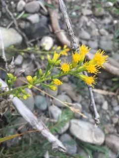 Racemose Goldenrod thumbnail 2