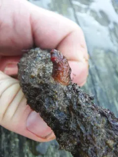 Styela truncata thumbnail 3
