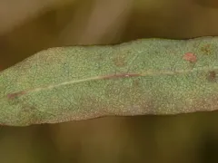 Bucculatrix paroptila thumbnail 2