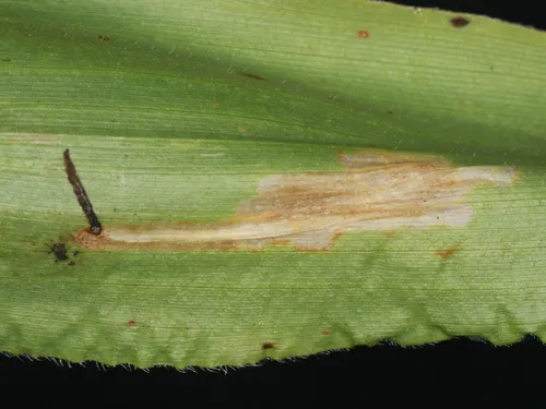 Cosmopterix clandestinella