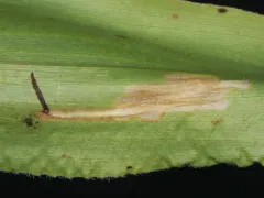 Cosmopterix clandestinella thumbnail 1