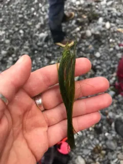 Chaetomorpha aerea thumbnail 2