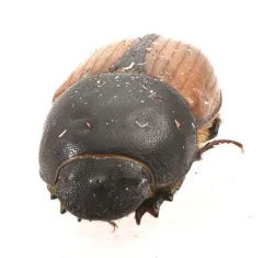 Colobopterus erraticus thumbnail 3