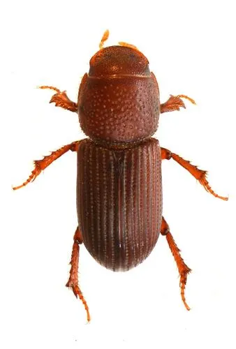 Caelius browni
