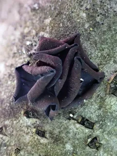 Ionomidotis fulvotingens thumbnail 4