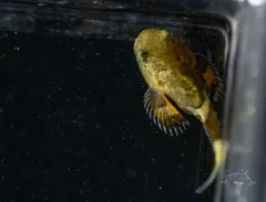 Tadpole Sculpin thumbnail 2