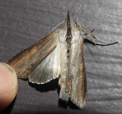 Omitted Cucullia Moth