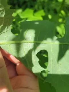 Phytomyza lactuca thumbnail 4