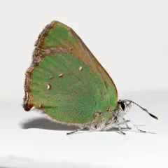 Lotus Hairstreak thumbnail 2