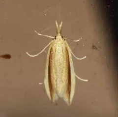Donacaula albicostellus thumbnail 3