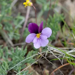 Beckwith's Violet thumbnail 2