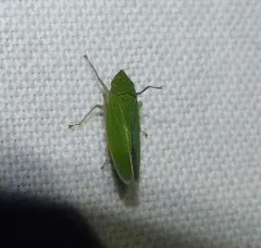 Waterlettuce Leafhopper thumbnail 2