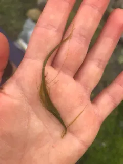 Chaetomorpha aerea thumbnail 3