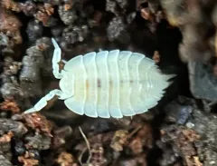 Ant Woodlouse thumbnail 4