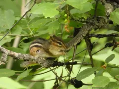 Squirrel Bot Fly thumbnail 1