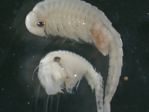 Ethologist Fairy Shrimp