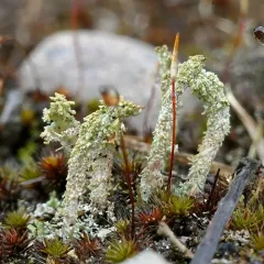 Branching Pixie Pebblehorn Lichen thumbnail 2