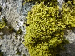 Hairy Veilwort thumbnail 1