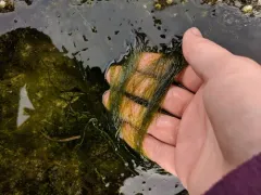 Chaetomorpha aerea thumbnail 4