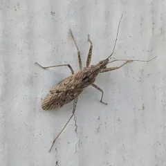 Nabis roseipennis thumbnail 3