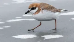 Greater Sand-Plover thumbnail 4