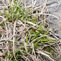 shaved sedge thumbnail 4