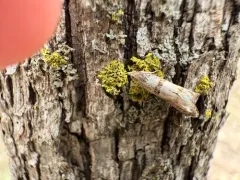 Sunflower Bud Moth thumbnail 4