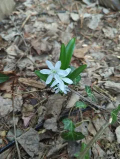 Mishchenko squill thumbnail 4