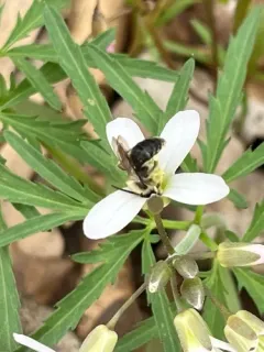 Mustard Miner Bee thumbnail 3