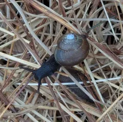 Copse Snail thumbnail 4