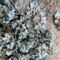 Plitt's Rock Shield thumbnail 4