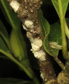 Magnolia scale thumbnail 4