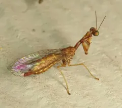 Beautiful Mantidfly thumbnail 3