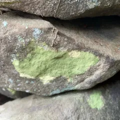 Sulphur Dust Lichen thumbnail 4