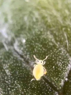 Deuterosminthurus russatus thumbnail 3