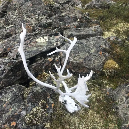 Caribou