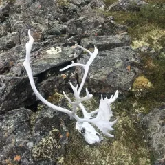 Caribou thumbnail 1