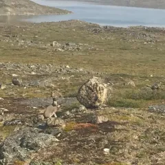 Arctic Hare thumbnail 4