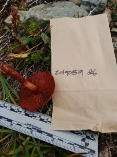 Cortinarius rufosanguineus thumbnail 4
