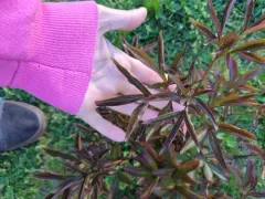 Chinese peony thumbnail 4