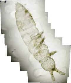 Golden Snow Flea thumbnail 1